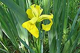 Iris pseudacorus, Sumpfschwertlilie
