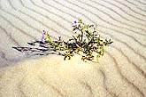 Sandpflanze im Dnensand