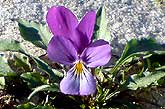 Veilchen, Viola littoralis Srpeng.