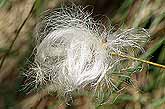 Schmalblättriges Woollgras, Eriophorum angustifolium, Bild 